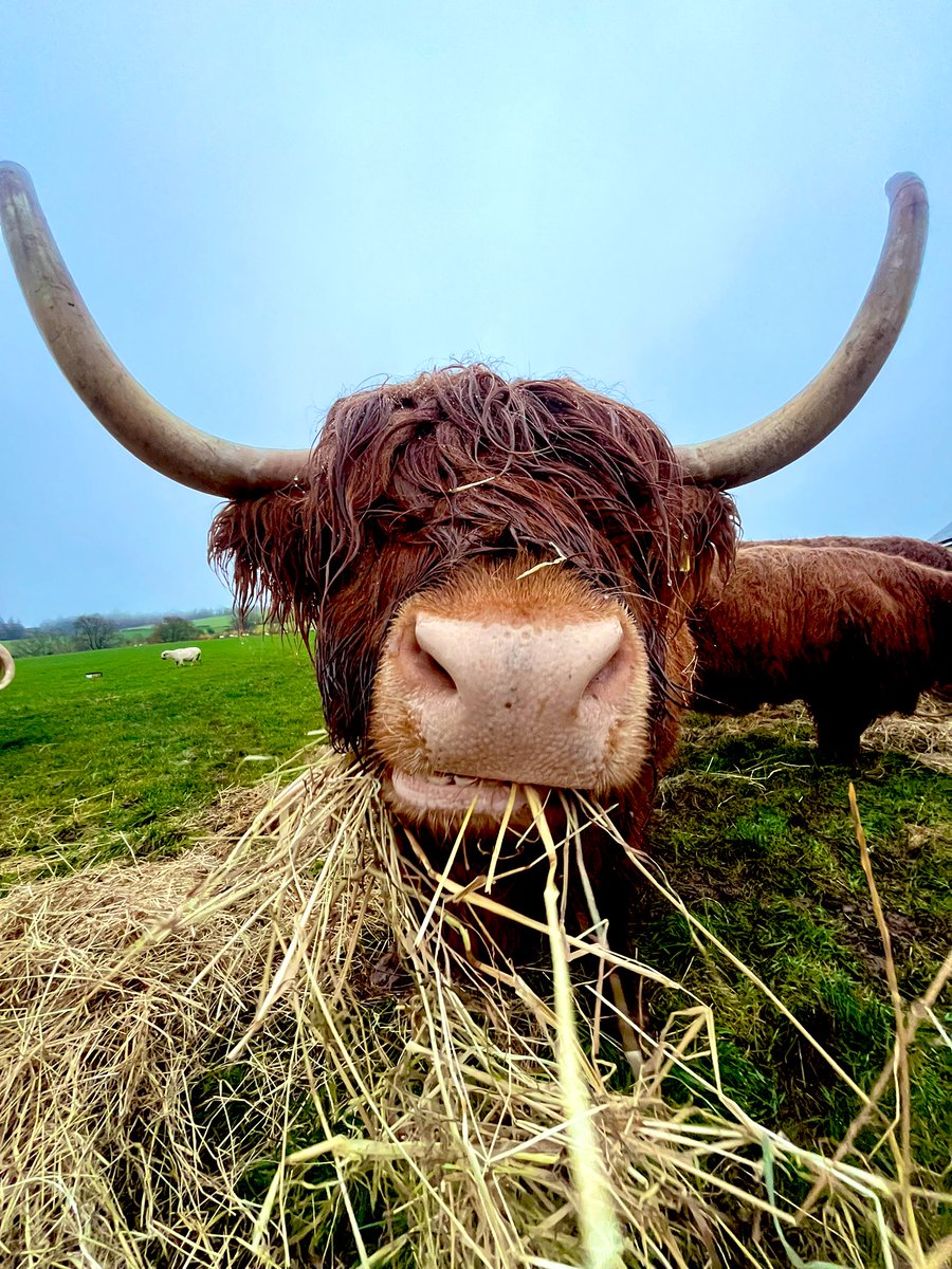 Arnbeg Farmstay Scot tweet media
