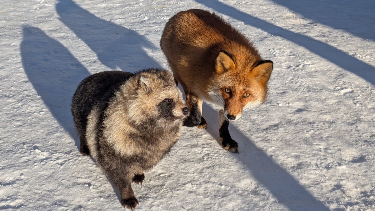 女子トーク中のふたり
#まる ♀と #しゅう ♀
#北きつね牧場 #エゾタヌキ #キタキツネ #朝のひと時