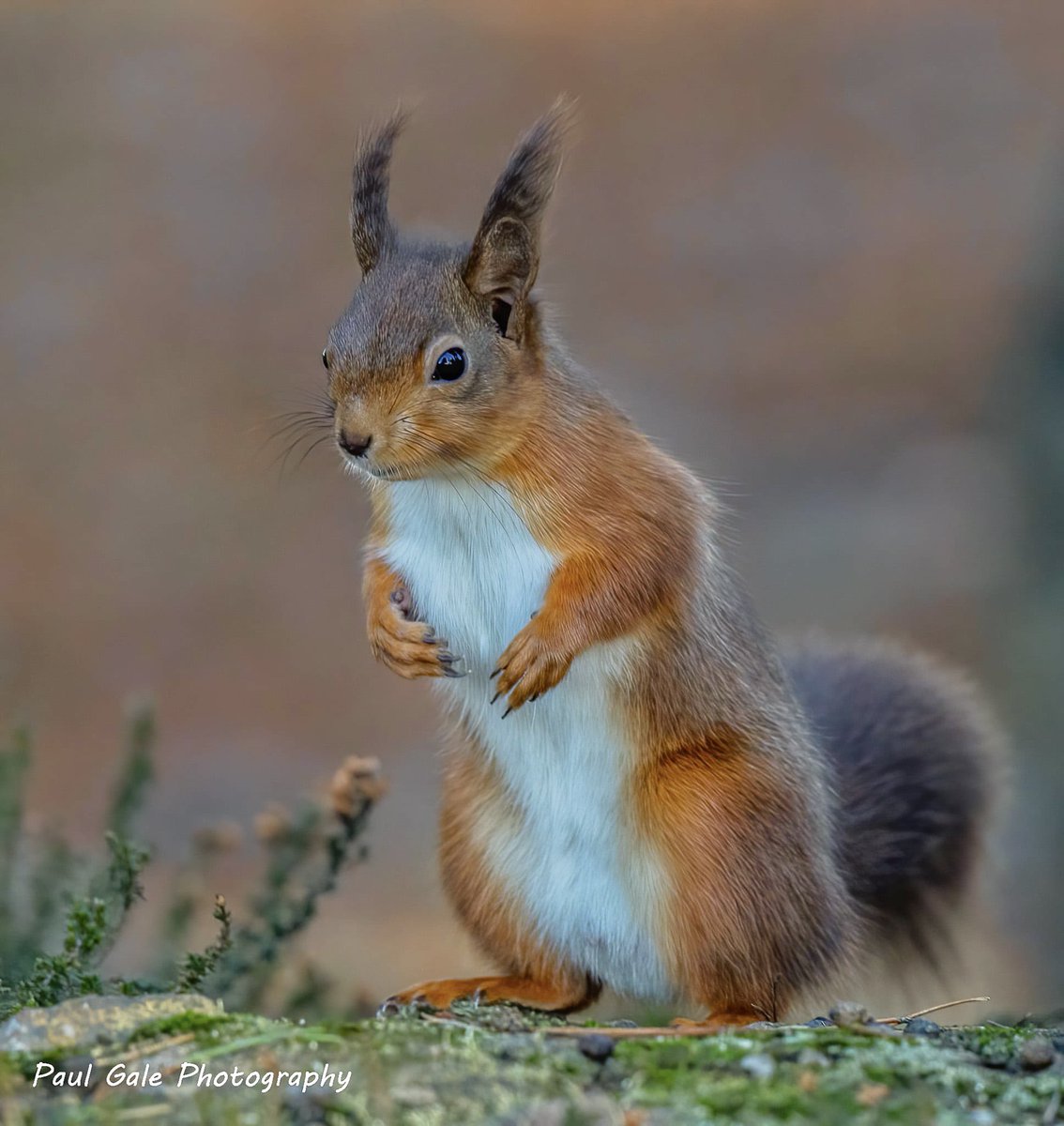 gish74's tweet image. Red Squirrel in Durham recently @teesbirds1 @teeswildlife @DurhamBirdClub @NatureUK @Natures_Voice @BBCWinterwatch @WildlifeMag @CanonUKandIE @redsquirrel #redsquirrel #wildlifephotography #NaturePhotography #bbcwinterwatch #canonphotography #BBCWildlifePOTD