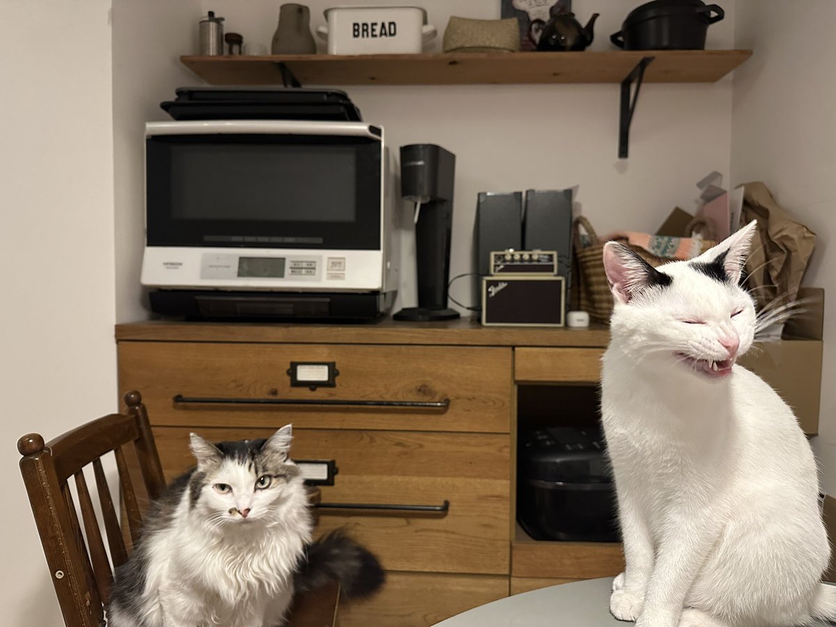 まあ私も本当は、可愛い愛猫ばかりをポストしていたい。
（承認欲求）