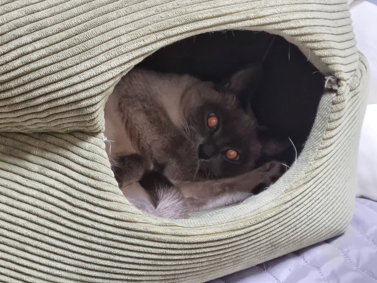 숨숨에 손 집어넣으면 YOU DIED 뜰 것 같이 생김