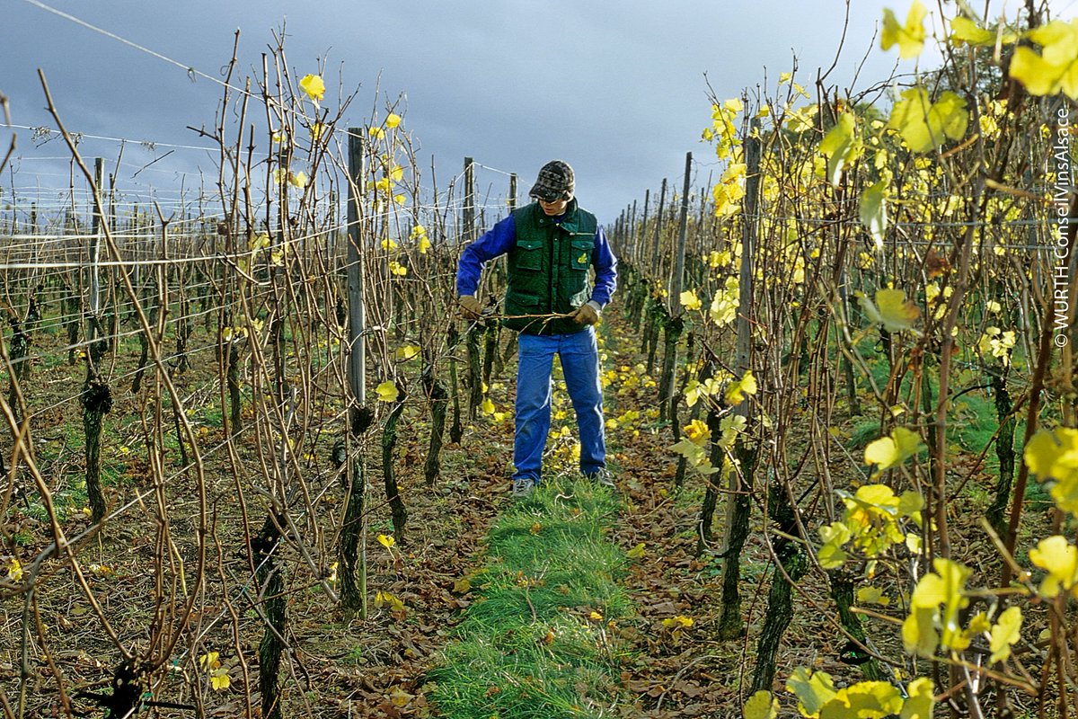 Alsace's tweet image. De décembre à mars, place à la taille de la vigne en Alsace ! bit.ly/travaux-de-la-… #Alsace #VisitAlsace