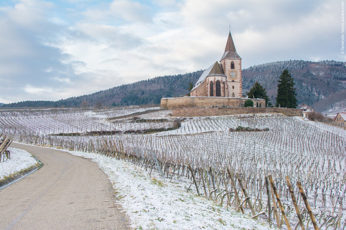 Alsace's tweet image. Direction Hunawihr, classé parmi les "Plus Beaux Villages de France", et où il est possible d'admirer des maisons de vignerons aux petites cours étroites qui pour la plupart, datent du 16ème au 18ème siècle. bit.ly/hunawihr-en-al… #Alsace #VisitAlsace