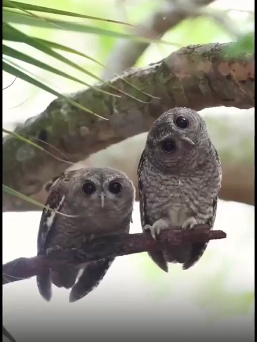 #TaşacakBuDeniz 15. Bölümü bu şekilde izleyeceez. Tv nin önünden geçeni furacaam.🤣😅