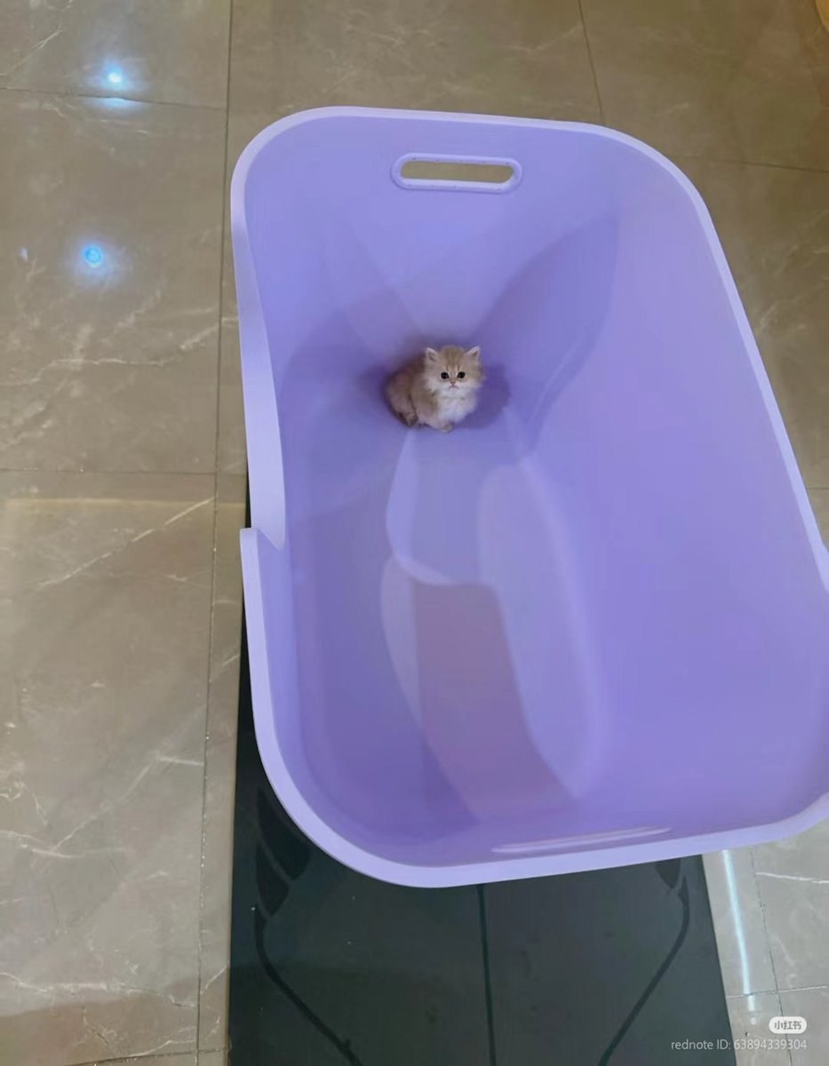 nocontextscats's tweet image. so tiny