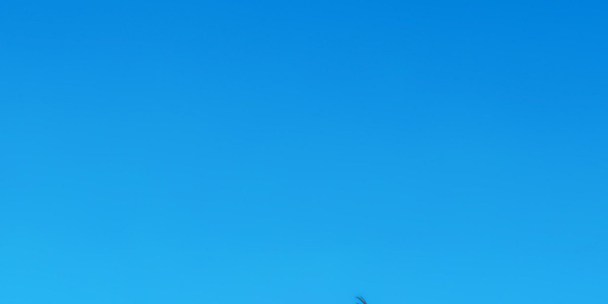 koreanoli tweet media