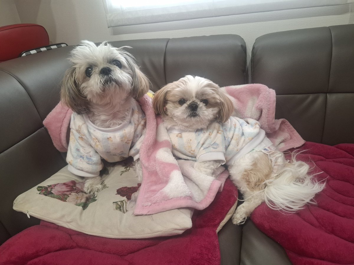 PCつけた直後画面固まったのかと
再起したけど
ﾏｳｽが使えなくなった😭

ﾏｳｽの差し替えたり前のに
差し替えても動かない🥺
ﾀｽｸ確認するにもﾏｳｽ動かない
からﾀｽｸ出してもどうしたら
よいかわからず死亡🪦

旦那さん氏はよ帰って来い🙃