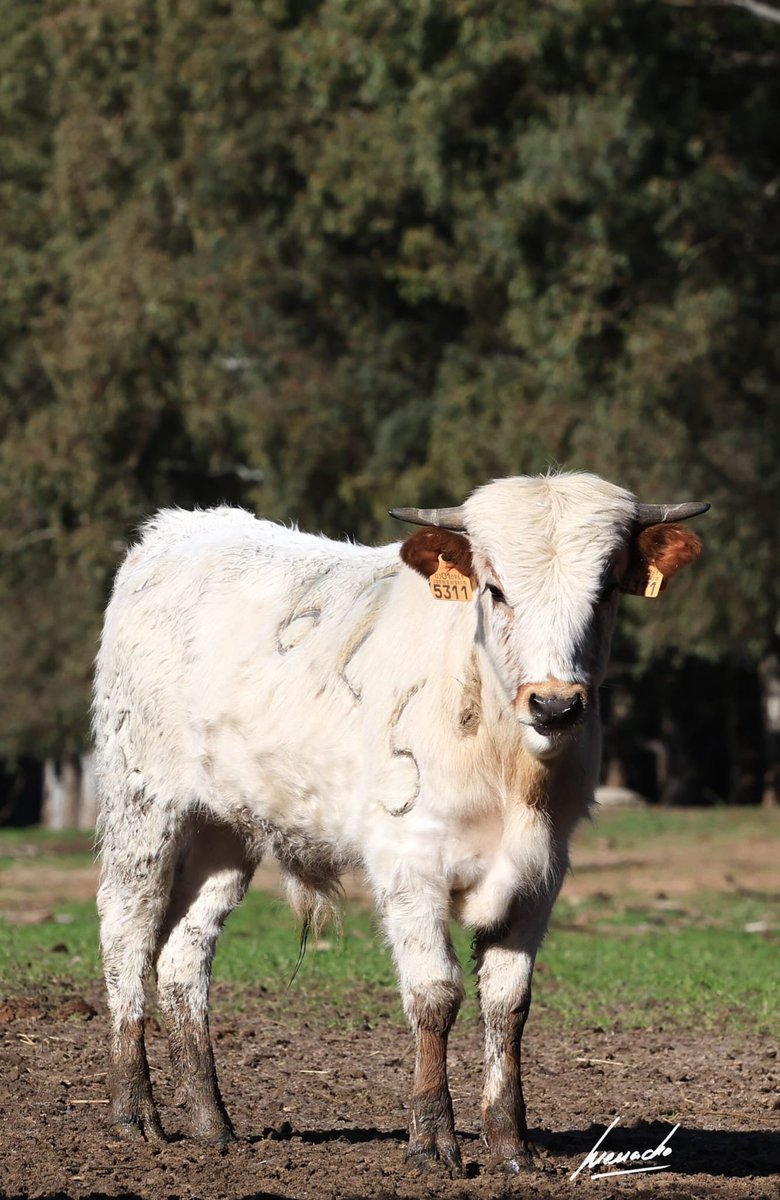 ¿Os acordáis de este becerrito blanco? 👀
Desliza… porque la historia sigue 
Ya está herrado y, si todo va como bien, el año que viene se tentará.
Lleva el número 62. Nuestro número de la suerte.
Tres sementales ya lo han llevado… ¿será este el cuarto?
Nos tiene enamorados su