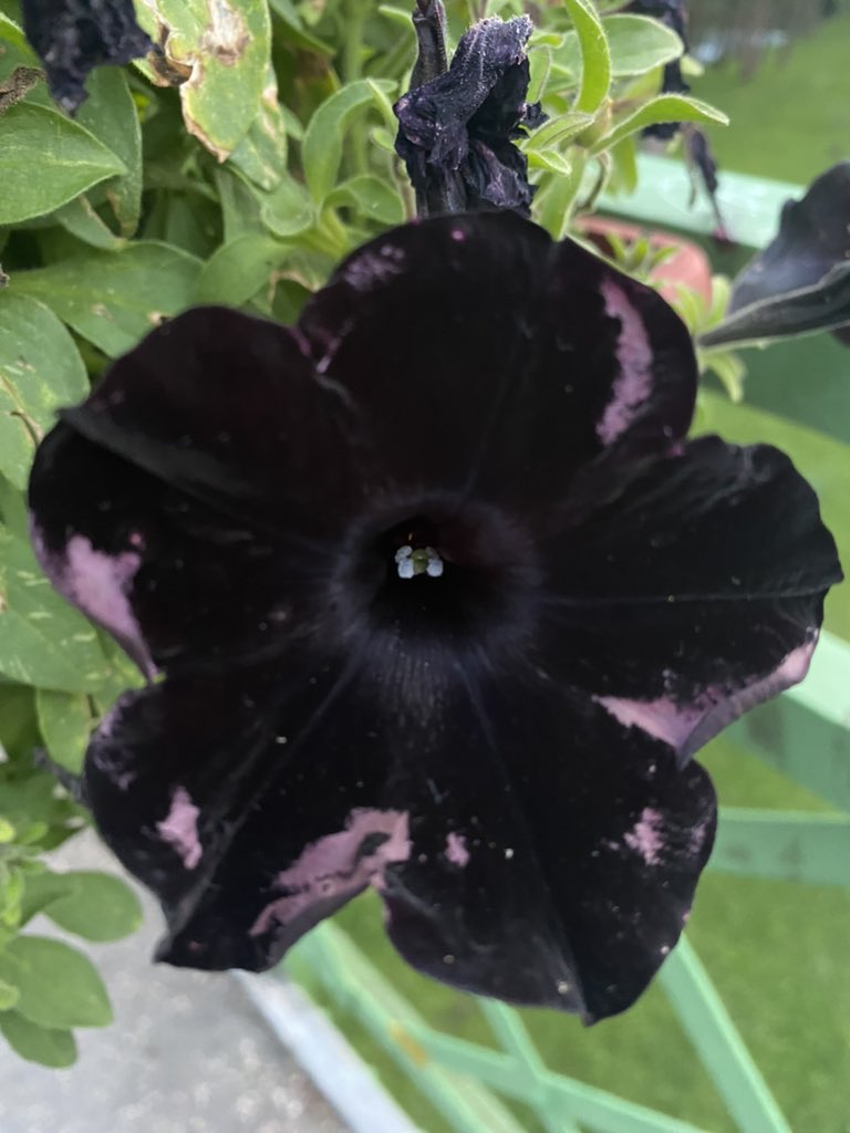 yuulom1's tweet image. أجمل زهرة شفتها