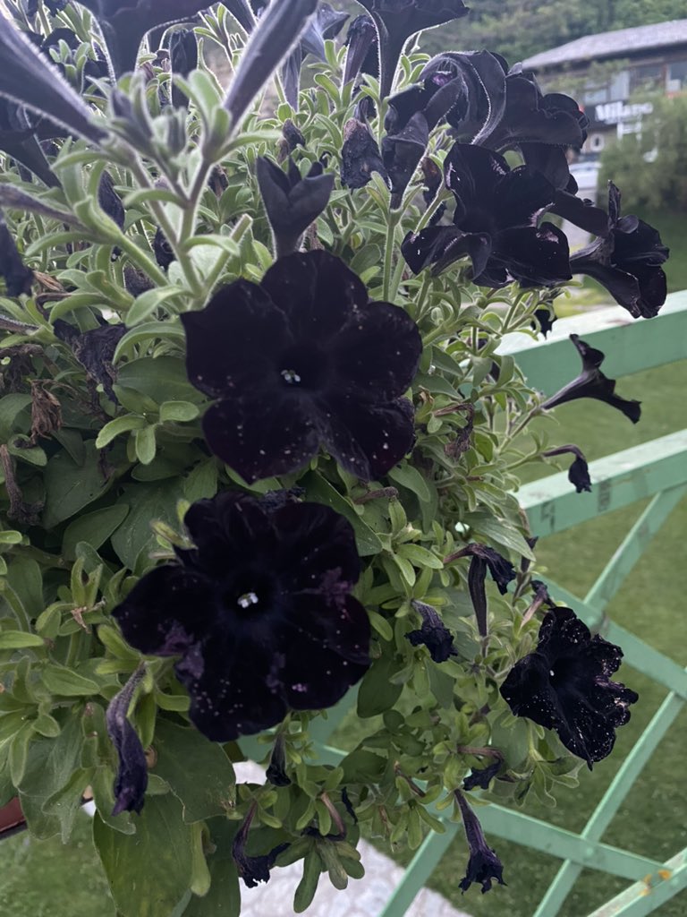 yuulom1's tweet image. أجمل زهرة شفتها