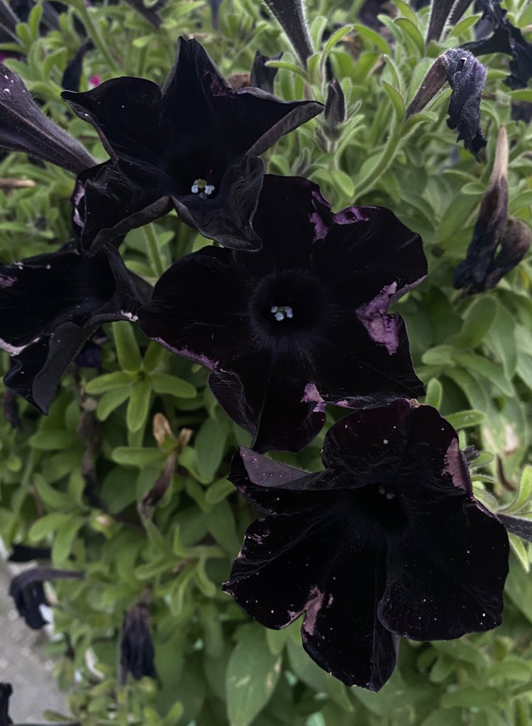 yuulom1's tweet image. أجمل زهرة شفتها