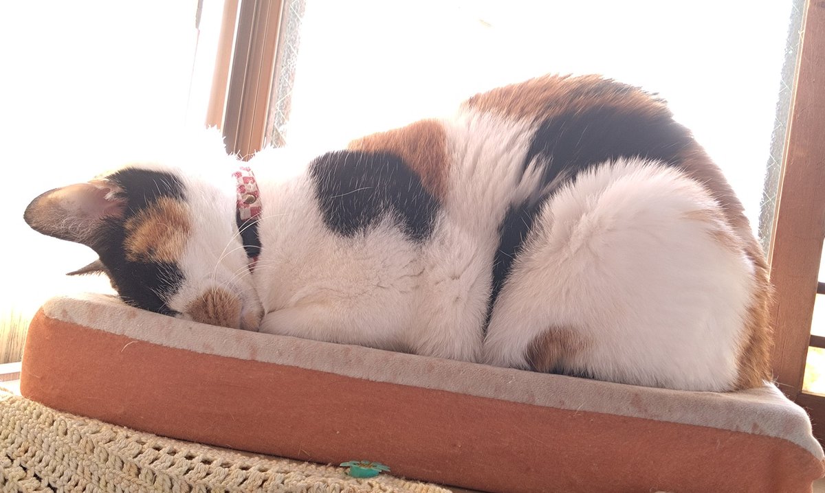 みけねこ。 (@mike_myi) / Posts / X