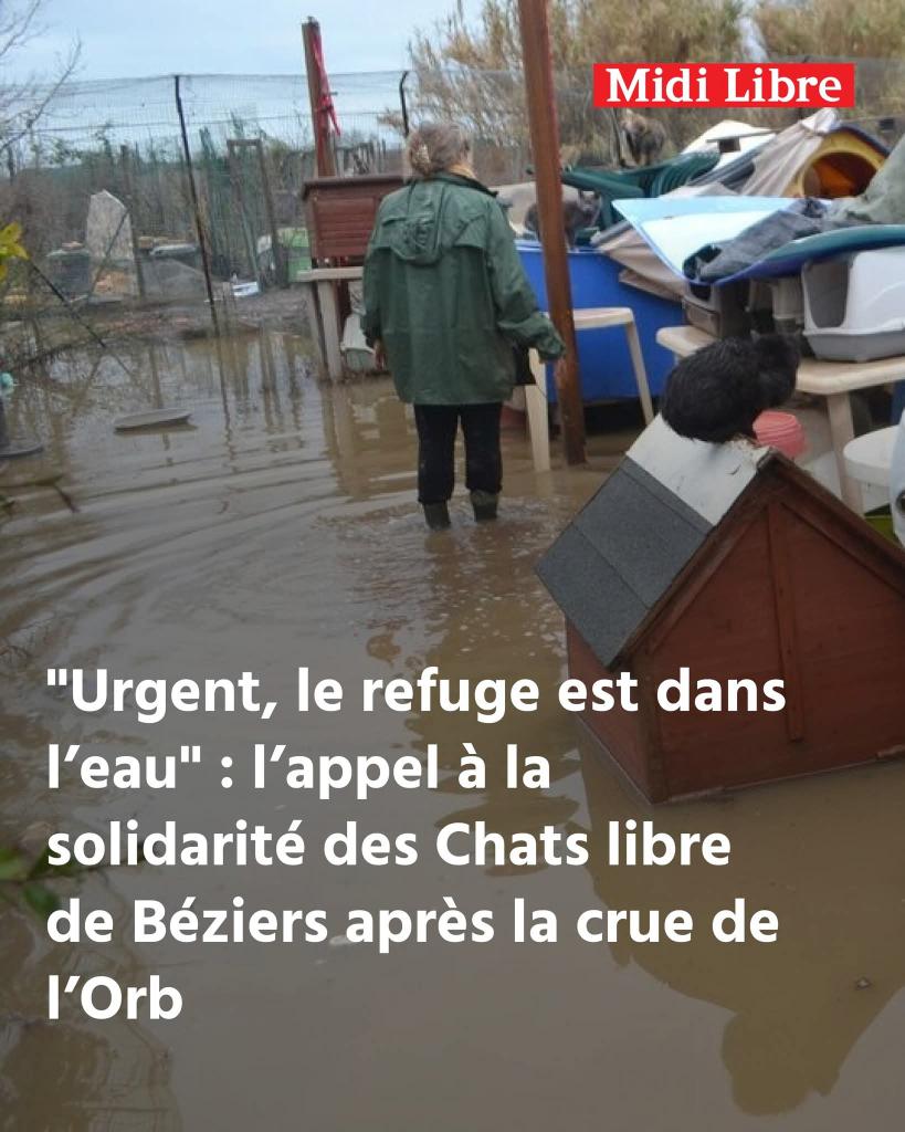 AdeaClaude's tweet photo. "Urgent, le refuge est dans l’eau" : l’appel à la solidarité des Chats libre de Béziers après la crue de l’Orb
➡️ https://t.co/K3DSy8UozG https://t.co/uMbT9kJKSM
