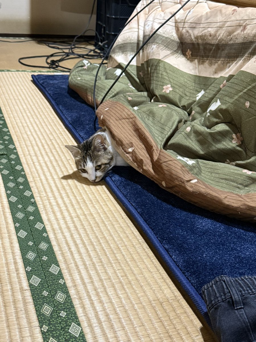 tacksystem's tweet image. コタツムリおる🐌