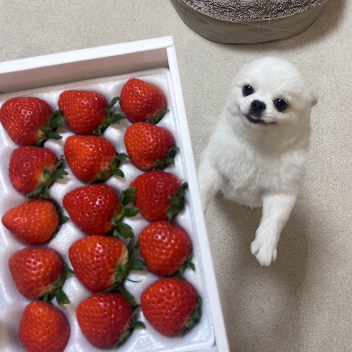 boku_mashutan's tweet photo. いちごだいすきいぬ https://t.co/nWFjQ63q8Z