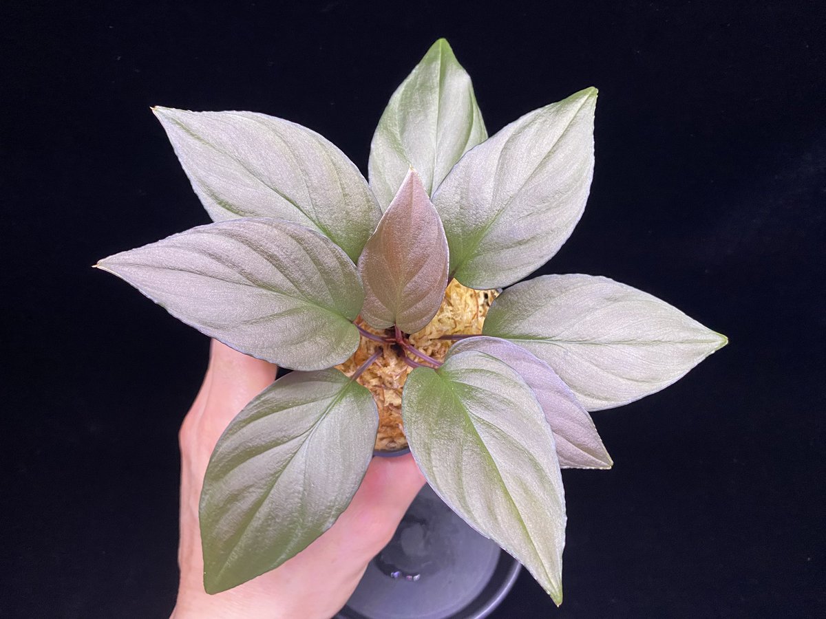 ウ*カ様 LAタグ付　ホマロメナ Homalomena sp. Bengkulu Sumatra T-140523 Di belakang gunung 葉振り