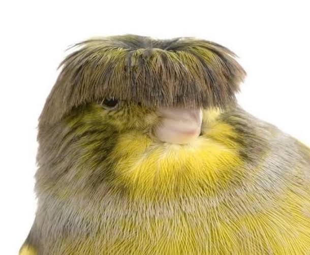 wojak.enginar tweet media