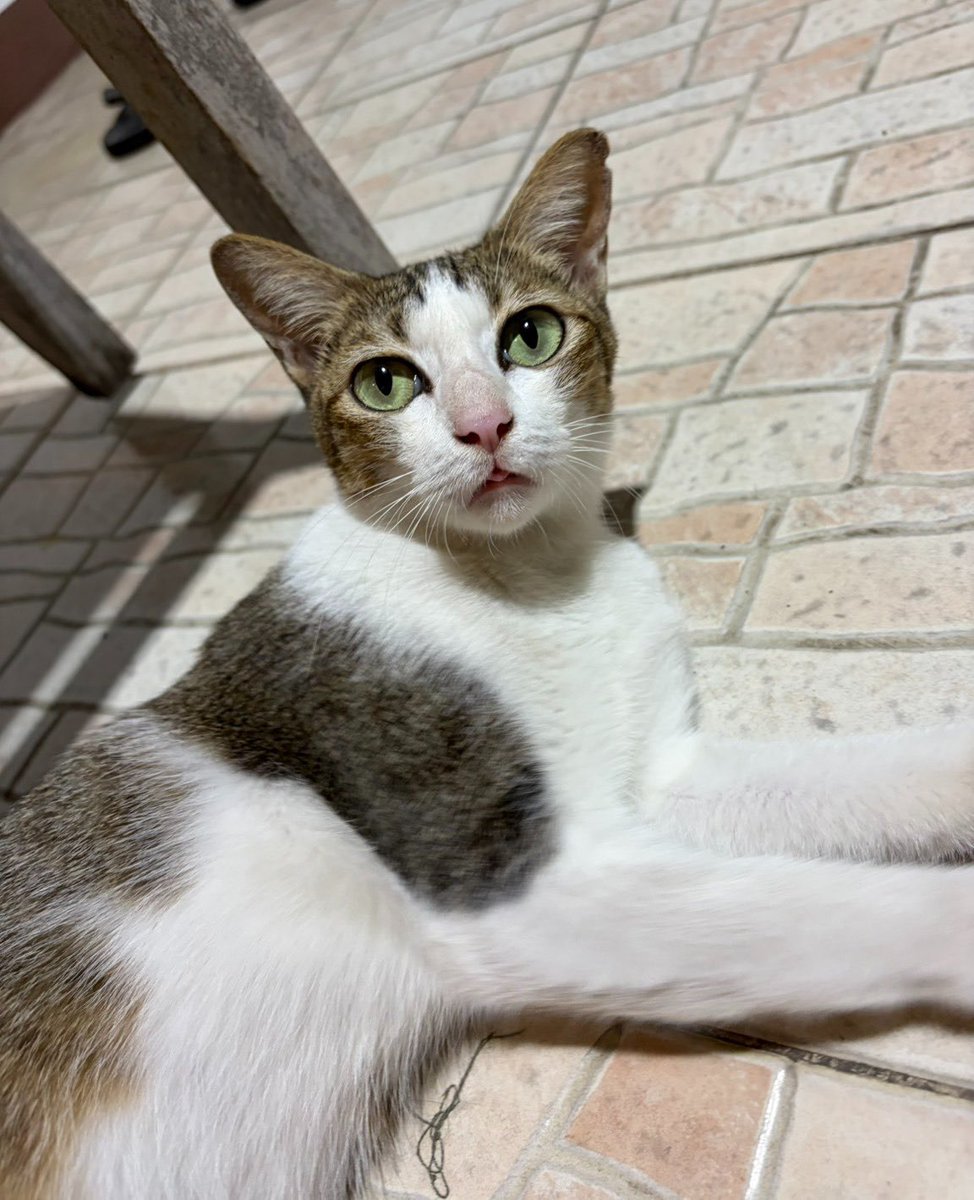 #หาบ้านให้น้องแมวจร
ทำหมันเรียบร้อยแล้ว อายุประมาณ 5-7 เดือน 

น้องสะอาด ใจดี ขี้อ้อน ติดคน คนแถวนี้บอกถูกเอามาปล่อย มาขอข้าวกินทุกวัน 💖
ไม่อยากต้องปล่อยกลับไปอยู่ที่เดิม เพราะต้องอยู่แบบหลบๆซ่อนๆ มีทั้งคนรักคนเกลียด อดมื้อกินมื้อ 

💌 Line ID saranyapong16