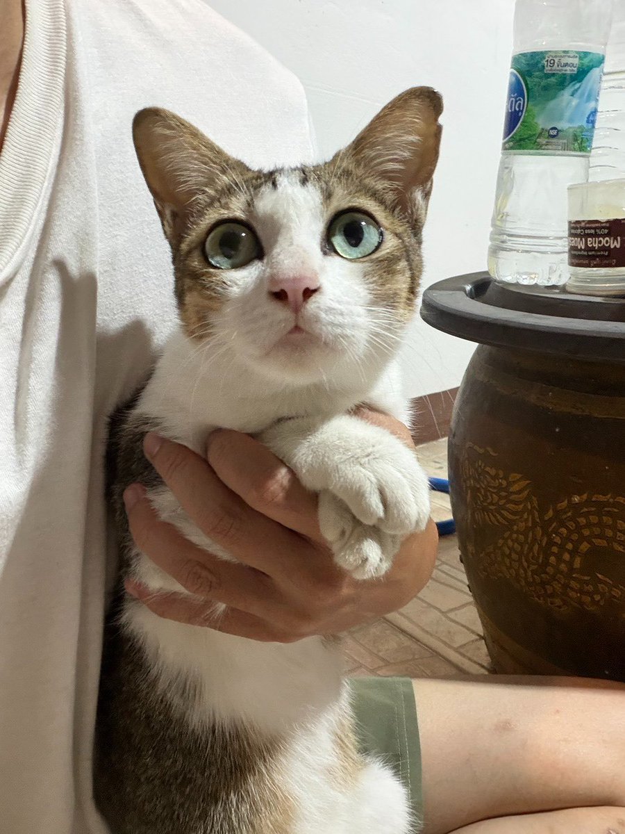 JohnJud | CUVET Animal Welfare Club tweet media