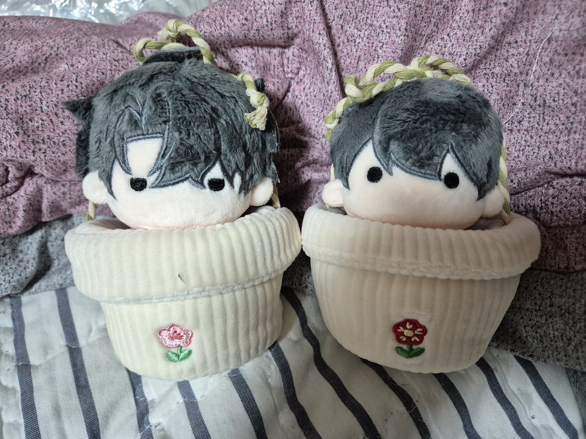 콩콩중독이 왔고
집에 있던 화분옷을 입혀봤는데요
본인들옷같고 정말 잘어울립니다