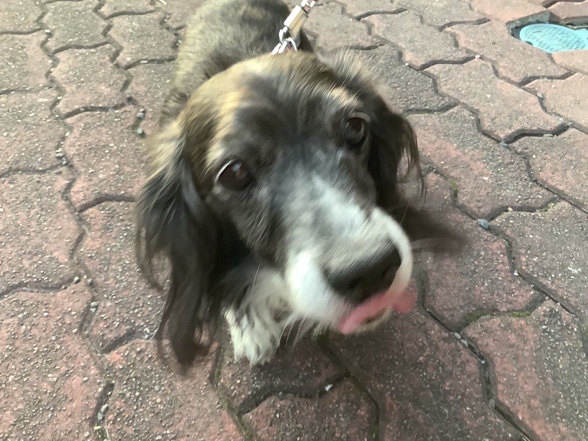 rabi0430's tweet photo. ボラ仲間から…高齢の飼い主さんが施設に入所してしまい、飼い犬の12歳のダックスが残されました。妹さんが同じマンションの別の階に住んでいるので、エサはあげているようですが、猫を飼っているのでひきとれないとのこと。加えて、今月末で部屋は引き払うそうです。
#里親さん募集　#神奈川県 https://t.co/E9ScPEvwqc