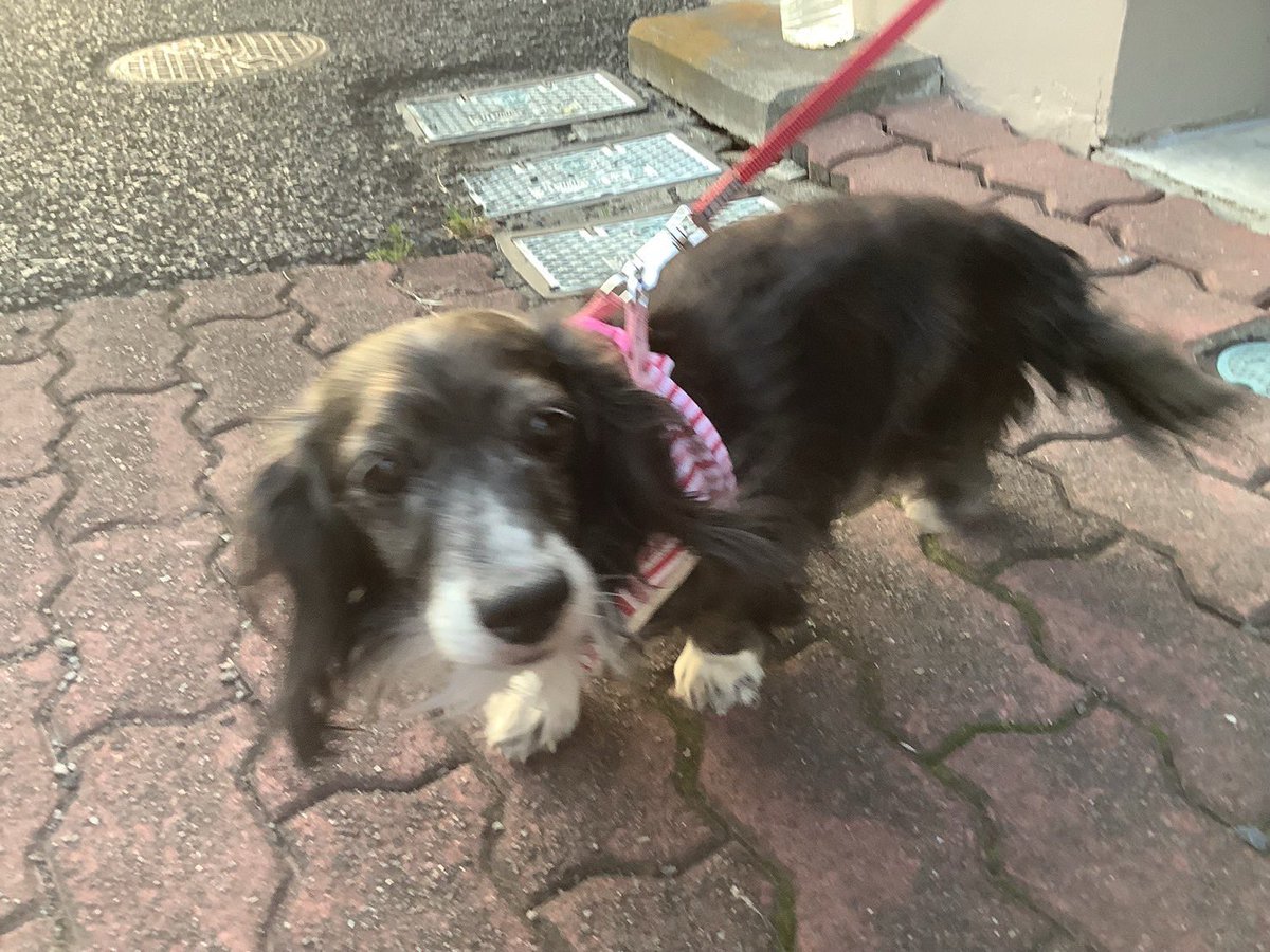 rabi0430's tweet photo. ボラ仲間から…高齢の飼い主さんが施設に入所してしまい、飼い犬の12歳のダックスが残されました。妹さんが同じマンションの別の階に住んでいるので、エサはあげているようですが、猫を飼っているのでひきとれないとのこと。加えて、今月末で部屋は引き払うそうです。
#里親さん募集　#神奈川県 https://t.co/E9ScPEvwqc