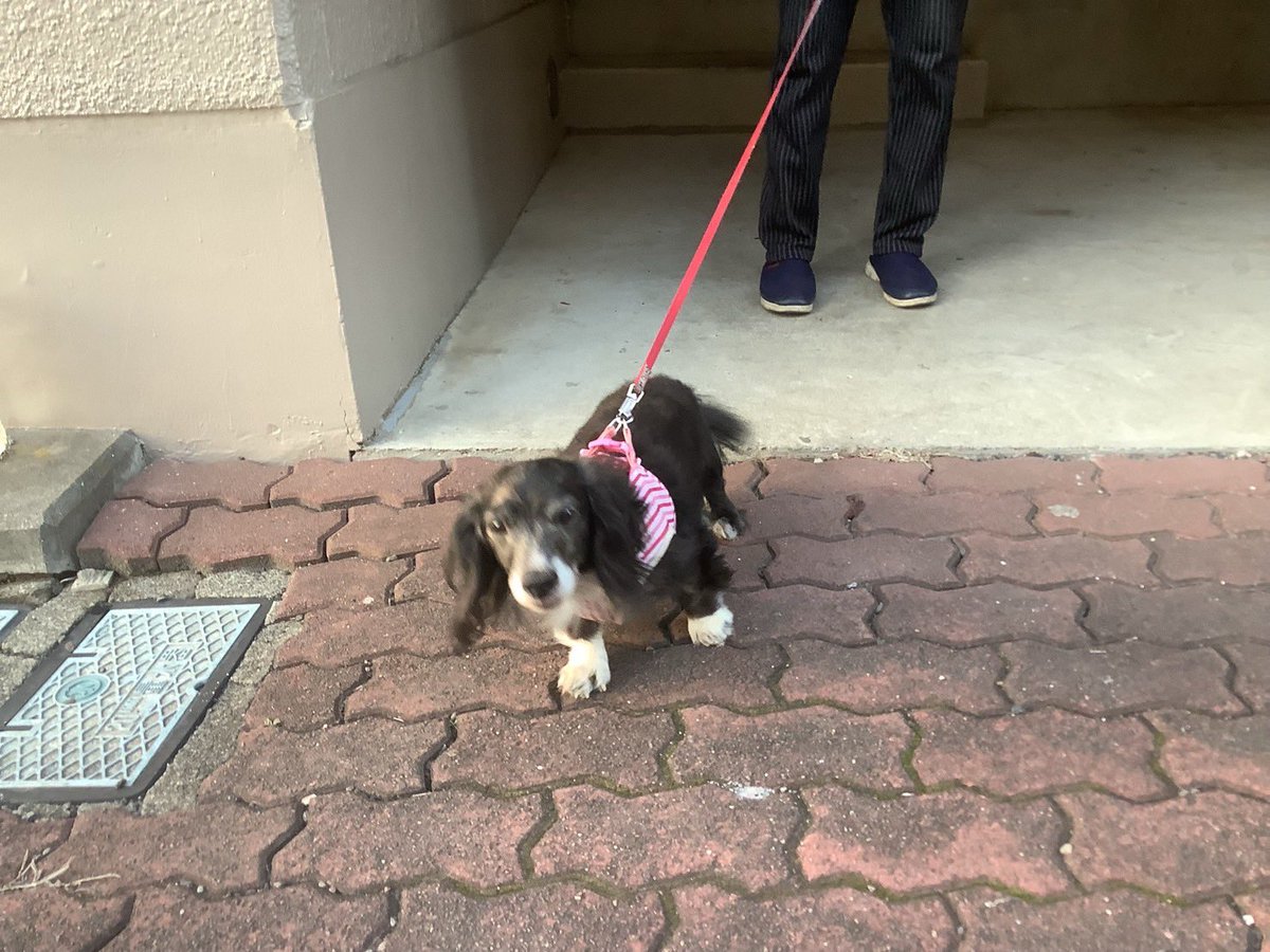 rabi0430's tweet photo. ボラ仲間から…高齢の飼い主さんが施設に入所してしまい、飼い犬の12歳のダックスが残されました。妹さんが同じマンションの別の階に住んでいるので、エサはあげているようですが、猫を飼っているのでひきとれないとのこと。加えて、今月末で部屋は引き払うそうです。
#里親さん募集　#神奈川県 https://t.co/E9ScPEvwqc