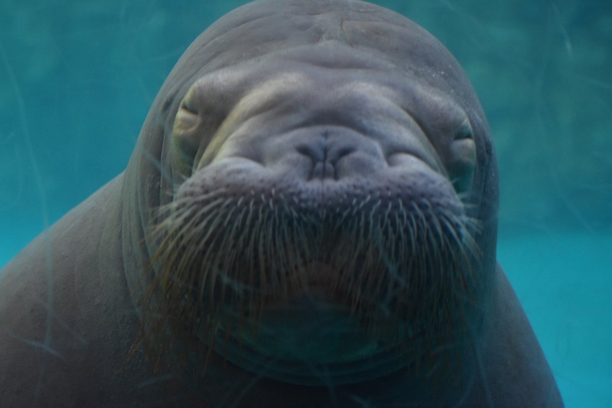 ryo___ko1209's tweet image. 昨日はお見送りで大号泣でしたが、少しずつ、昨日の様子をあげていきます。

うみたまごで過ごす最終日のいちこ。
（この時はまさか夕方からお引越しなんて思ってなかった😳）
すやすやリラックスしてました😌
天使の寝顔👼
#うみたまご
#いちこちゃん
#いちこ
#セイウチ
📷2026.1.19