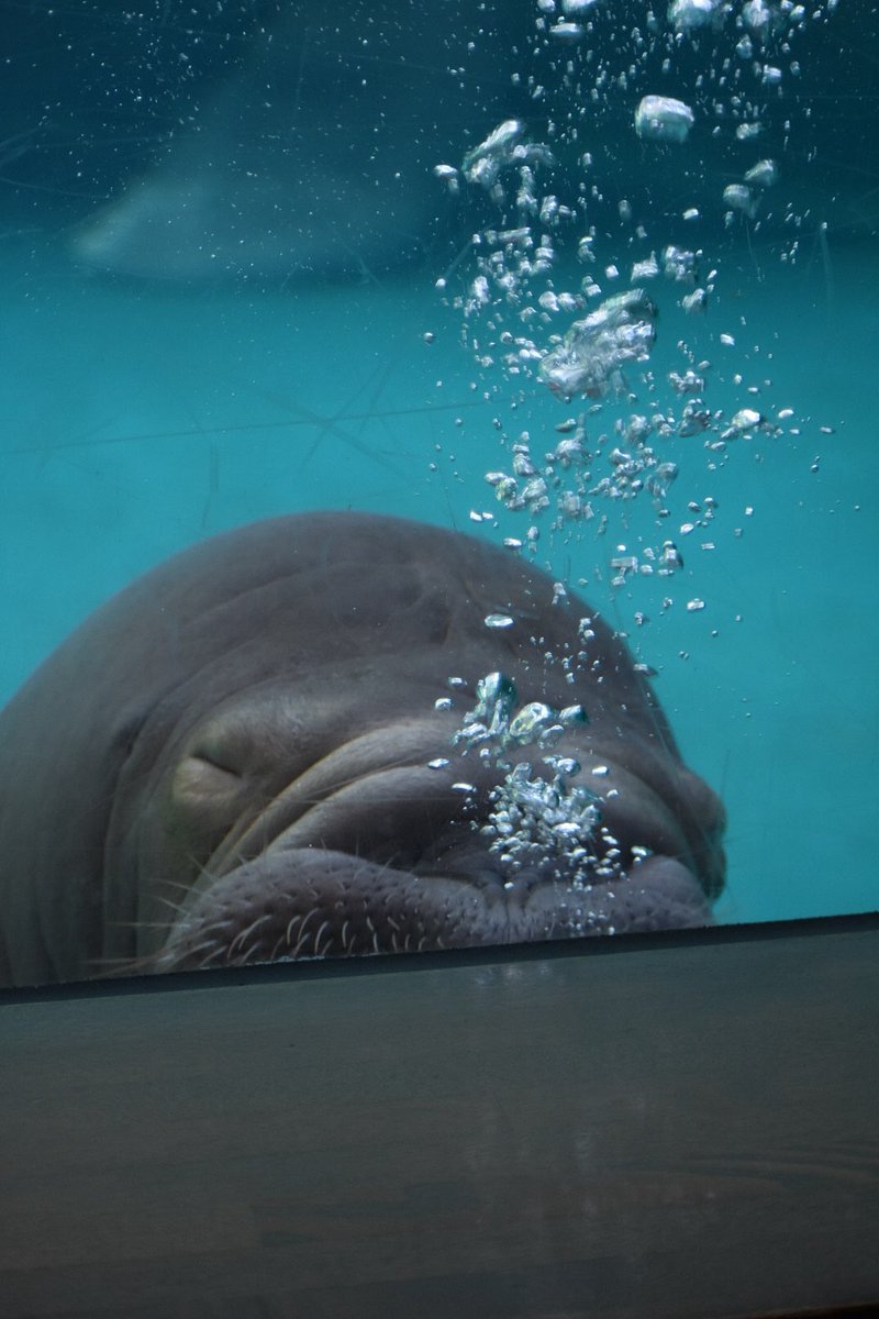 ryo___ko1209's tweet image. 昨日はお見送りで大号泣でしたが、少しずつ、昨日の様子をあげていきます。

うみたまごで過ごす最終日のいちこ。
（この時はまさか夕方からお引越しなんて思ってなかった😳）
すやすやリラックスしてました😌
天使の寝顔👼
#うみたまご
#いちこちゃん
#いちこ
#セイウチ
📷2026.1.19