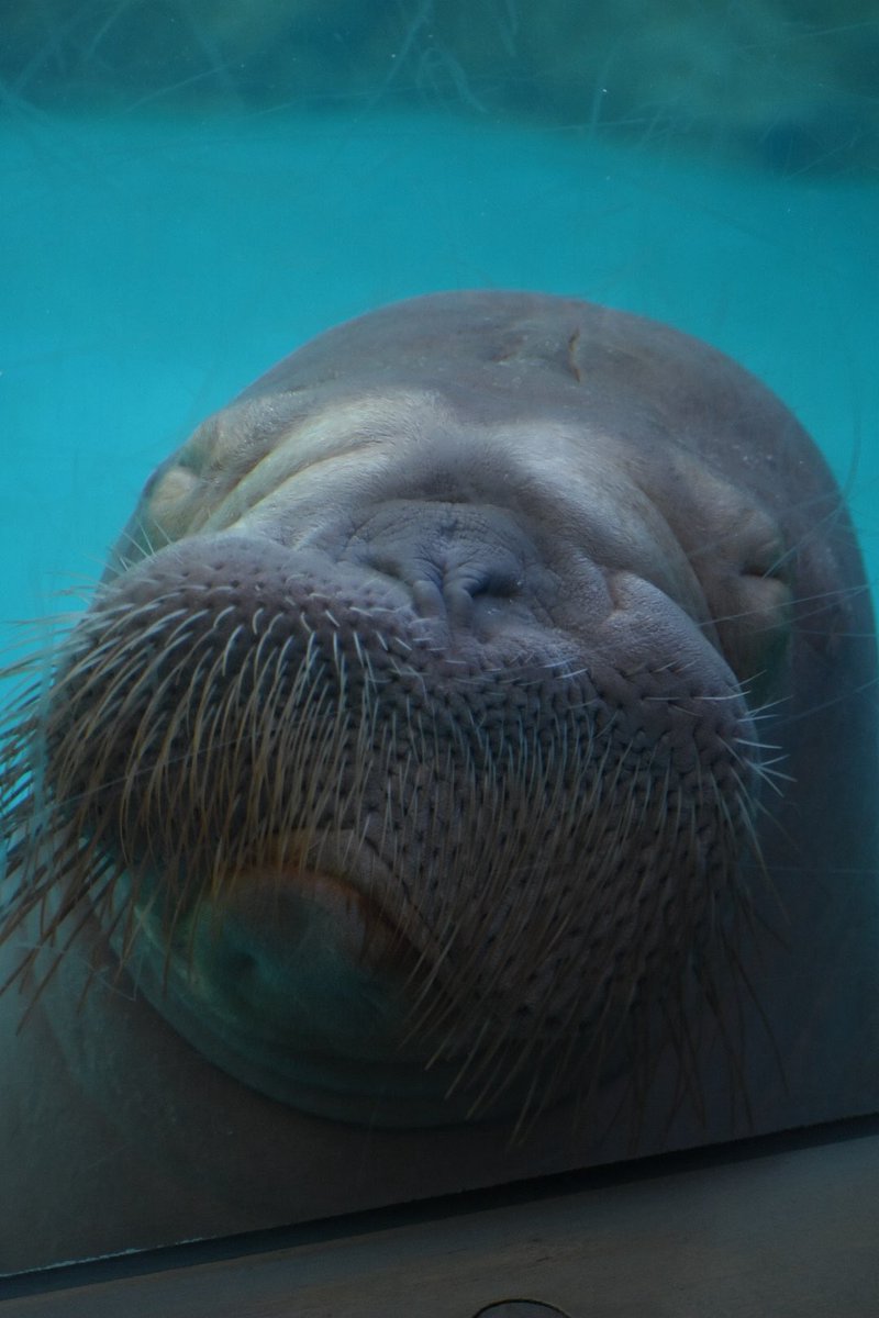 ryo___ko1209's tweet image. 昨日はお見送りで大号泣でしたが、少しずつ、昨日の様子をあげていきます。

うみたまごで過ごす最終日のいちこ。
（この時はまさか夕方からお引越しなんて思ってなかった😳）
すやすやリラックスしてました😌
天使の寝顔👼
#うみたまご
#いちこちゃん
#いちこ
#セイウチ
📷2026.1.19