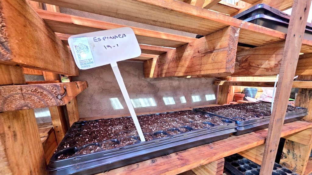 Ayer comenzamos con la prueba de siembra y supervivencia de plantines de otoño/invierno🌱 bajo nuestro invernadero cubierto.

Se sembró acelga🥬, espinaca, coquetas y tres especies ornamentales🌸, con el objetivo de evaluar su vigor y adaptación al adelantar la fecha de