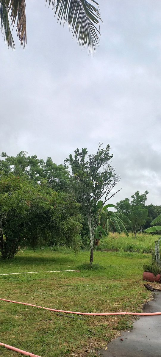 fernandolima281's tweet image. Bom dia ☕🌧️