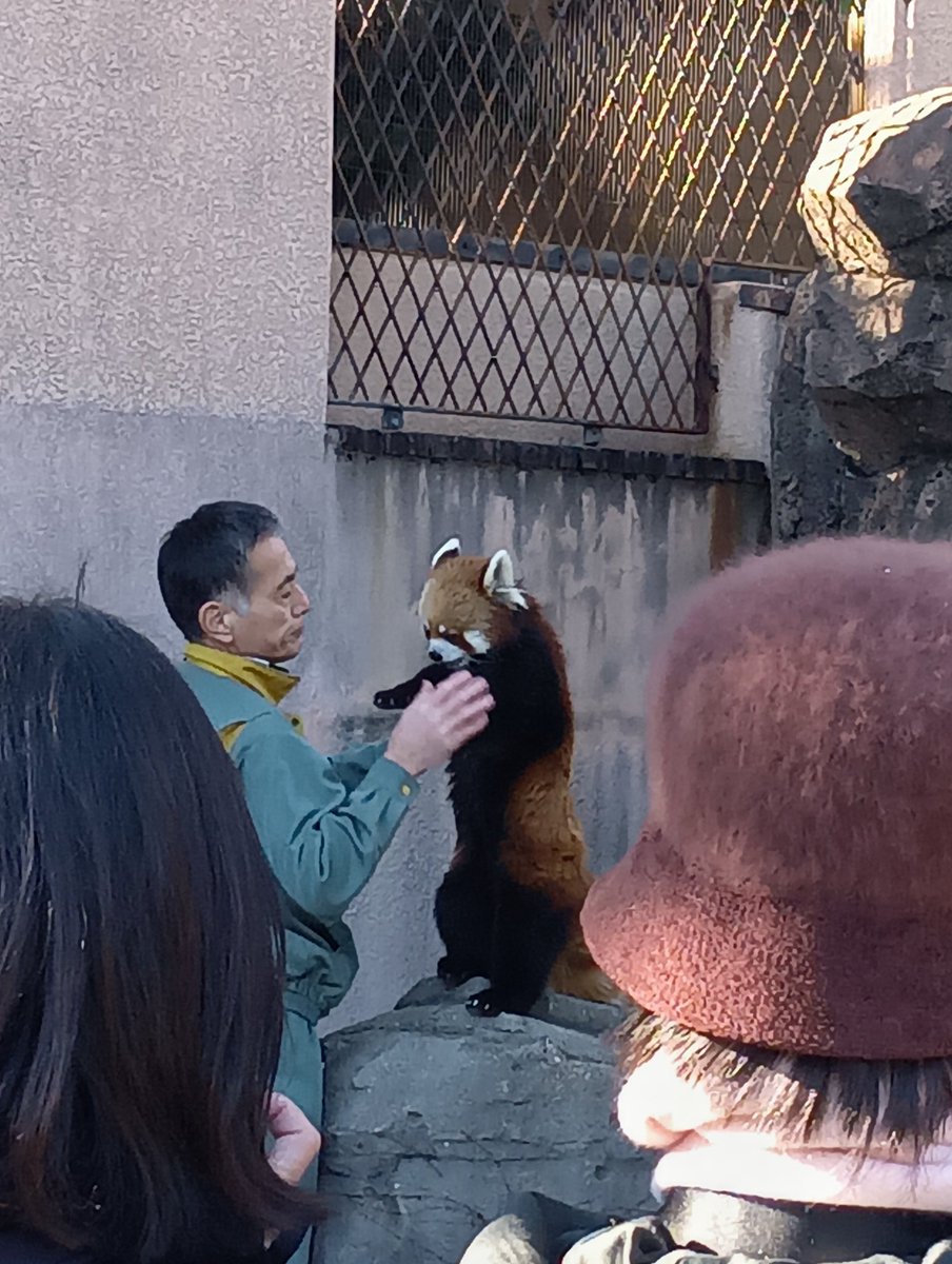 kaymarchy's tweet photo. @0916yasue ナミさん、いいね👍️有難うございました。 1月2日に王子動物園へ行って来ました。どの動物も可愛かったです。帰りにちょっと雪が舞ってこの日は底冷えでした。コアラさんが1番優遇されているように見えました(^o^) https://t.co/oKDCTL14e6