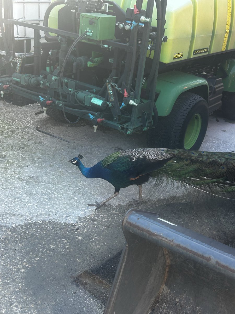 Rob Dillinger tweet media