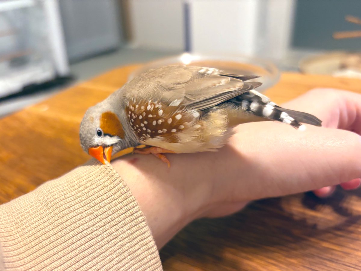 袖を持って帰りたい鳥