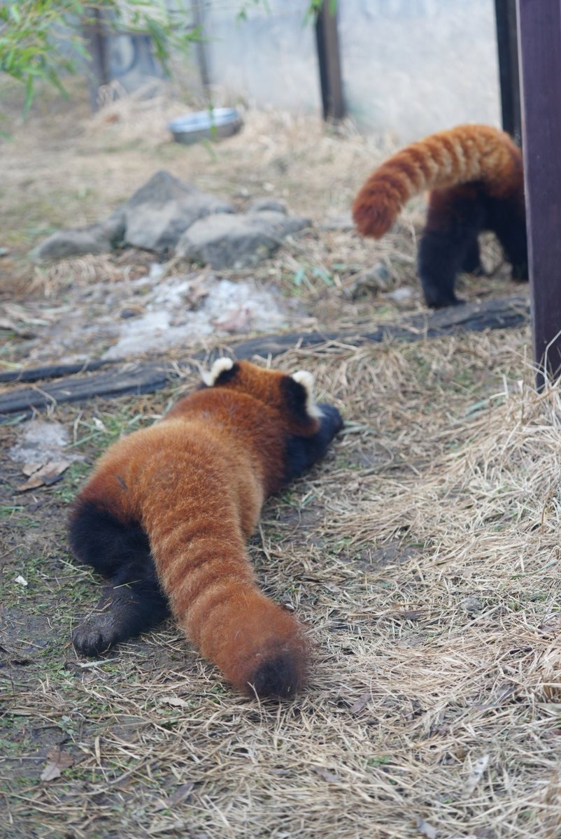 ririsu219_'s tweet image. ミルクママを追いかけて転んだミロ
2026.1.18
#茶臼山動物園 #レッサーパンダ
#ミルク #ミロ