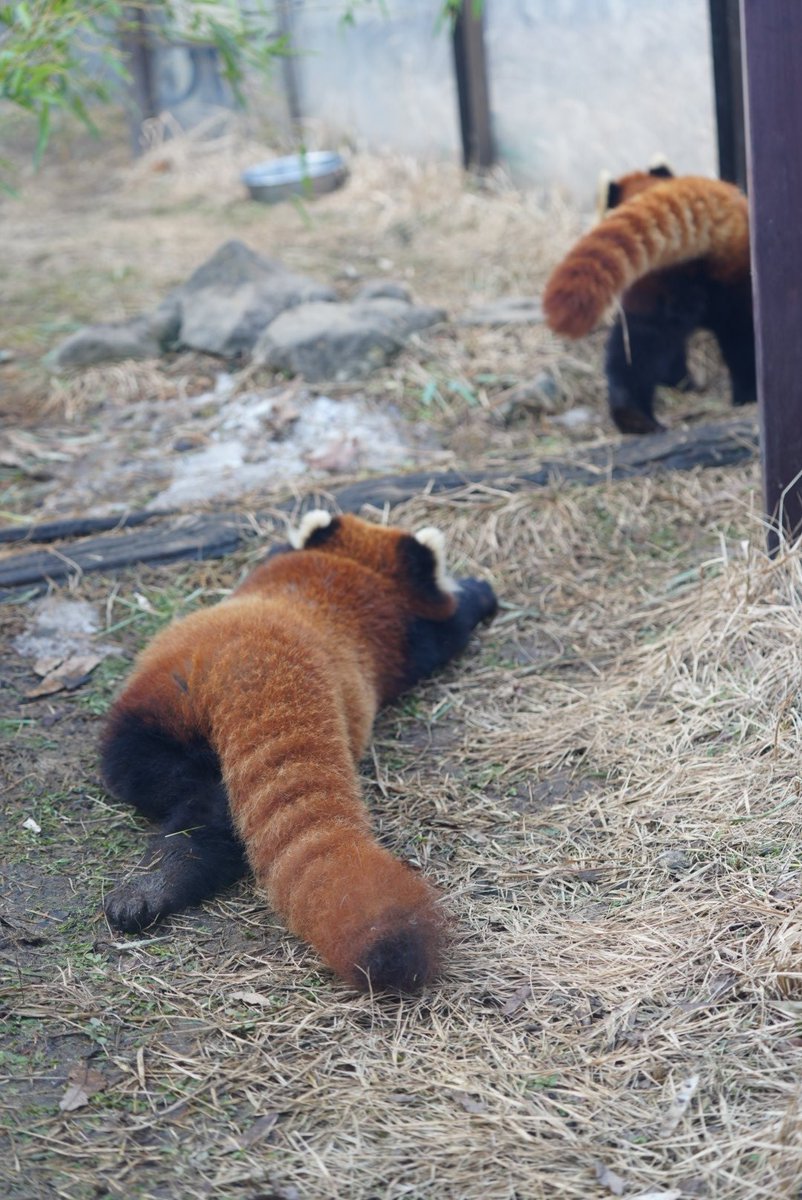 ririsu219_'s tweet image. ミルクママを追いかけて転んだミロ
2026.1.18
#茶臼山動物園 #レッサーパンダ
#ミルク #ミロ