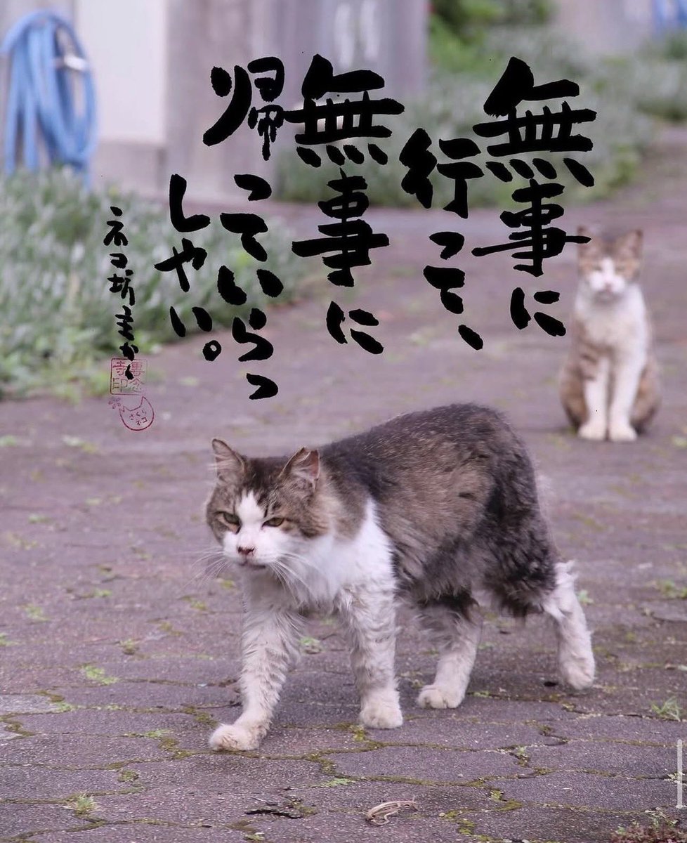 ネコさんから人間さんへ今日の一言