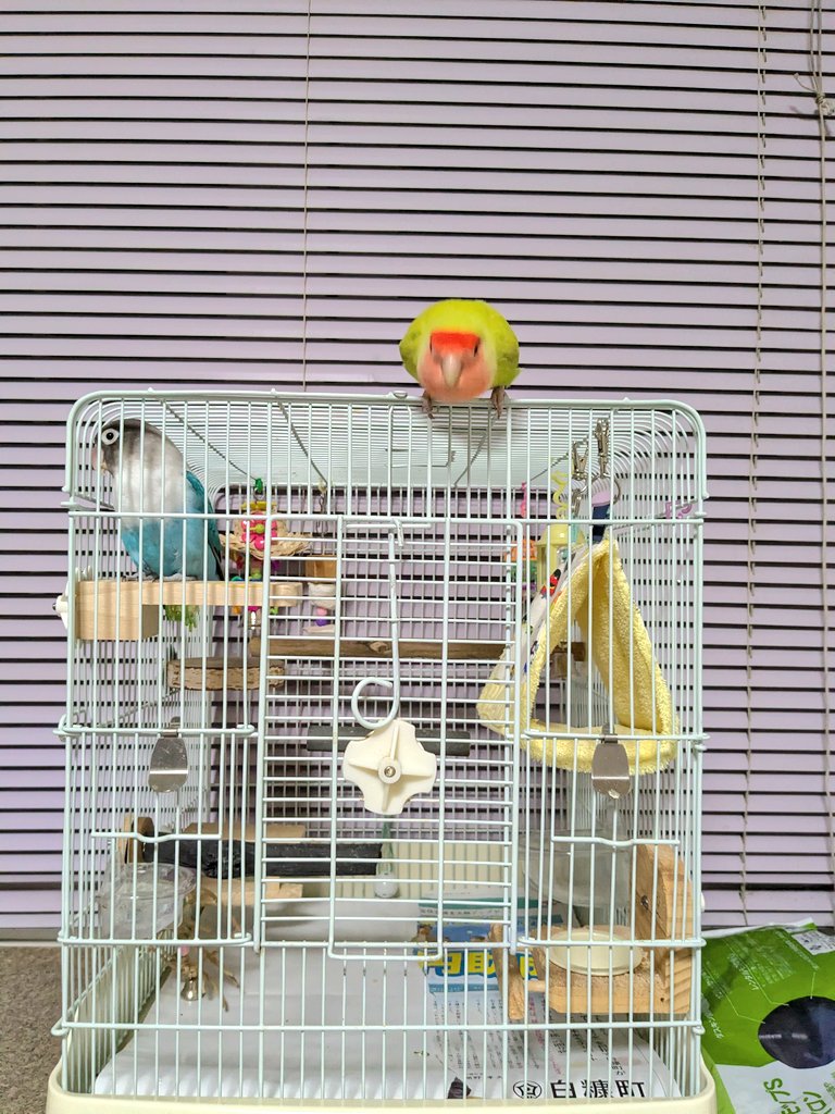 おやすみなさい🐦🐥💤

 #ボタンインコ 
 #コザクラインコ