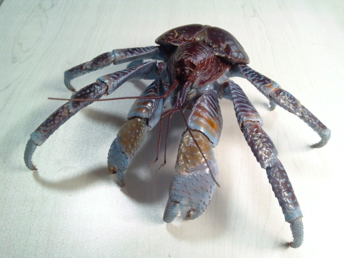 ハワイ ヤシガニ剥製 ヤシガニとヤシノミ剥製 ハワイ ヤシガニ剥製