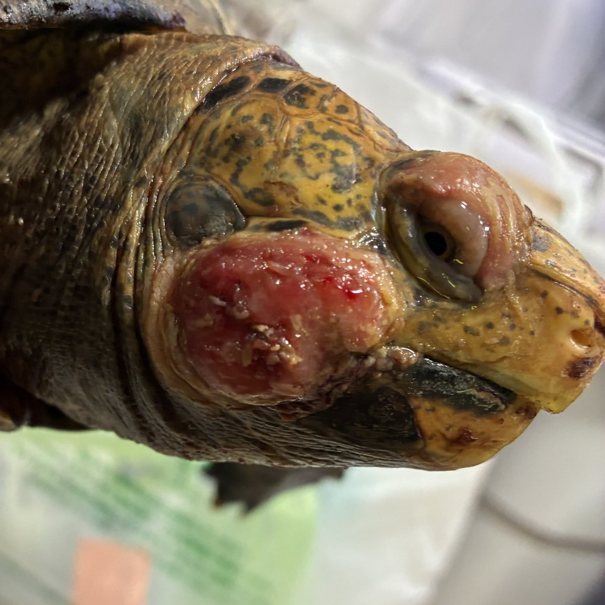 次回の通院用にと1週間前に撮影した画像。ちょうど瘡蓋が捲れた時。いま見返して「これなんだ？」ってなってる。なぜこの時、患部をよく観察しなかったのか。
#ManouriaImpressa