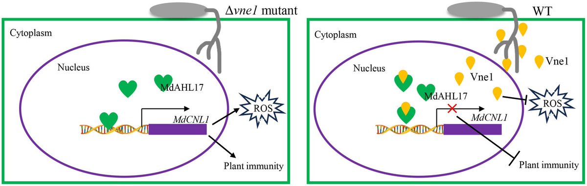 New Phytologist tweet media