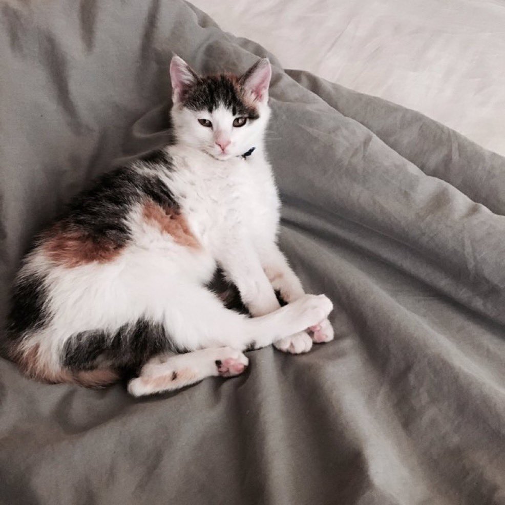 아휴 증말 이뻐 어린이 고양이야..ㅠ___ㅜ♥