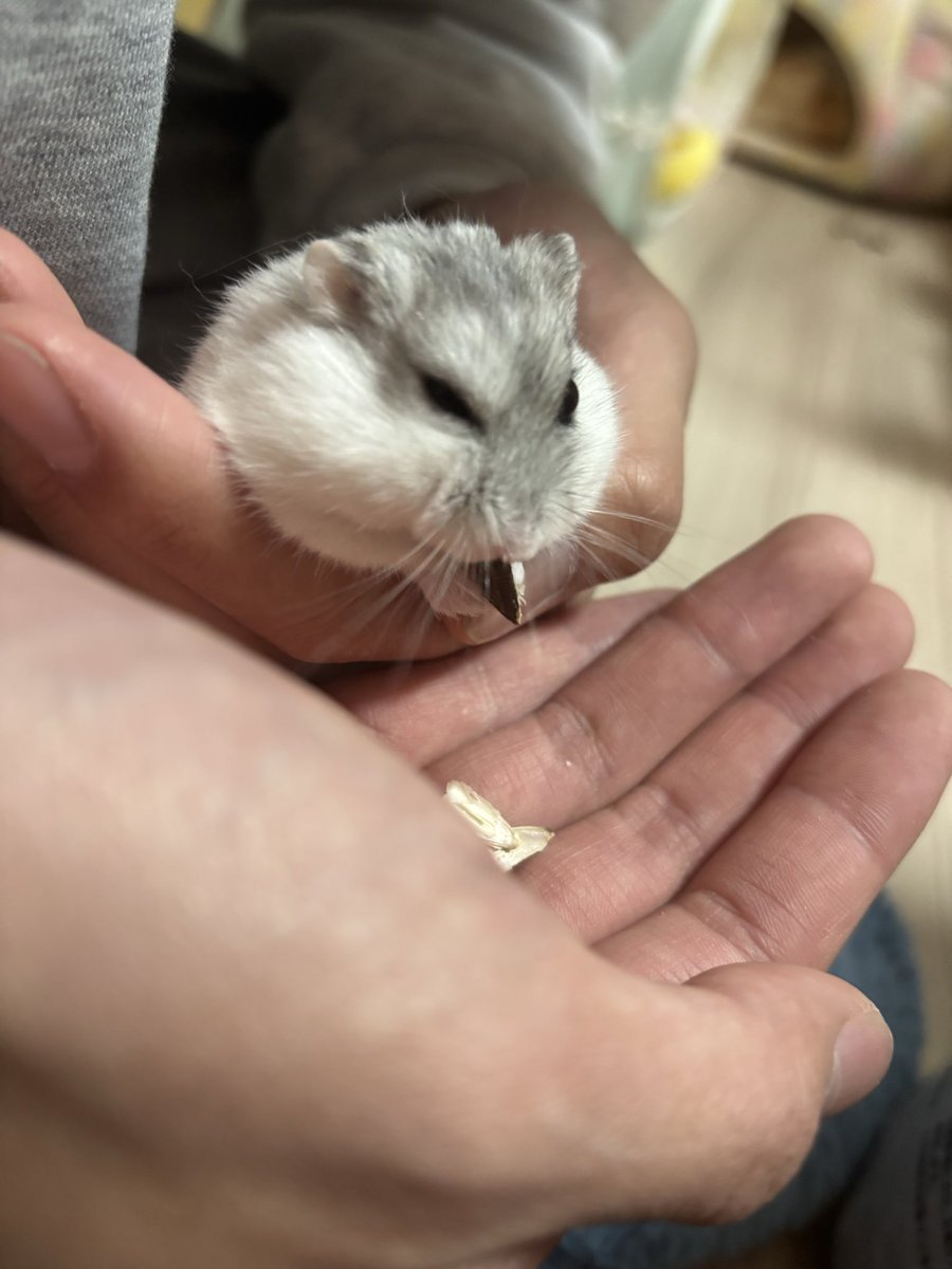 cross_stitch07's tweet photo. おもちはそこで食べるスタイル🐹 https://t.co/3DjeJLcZK0