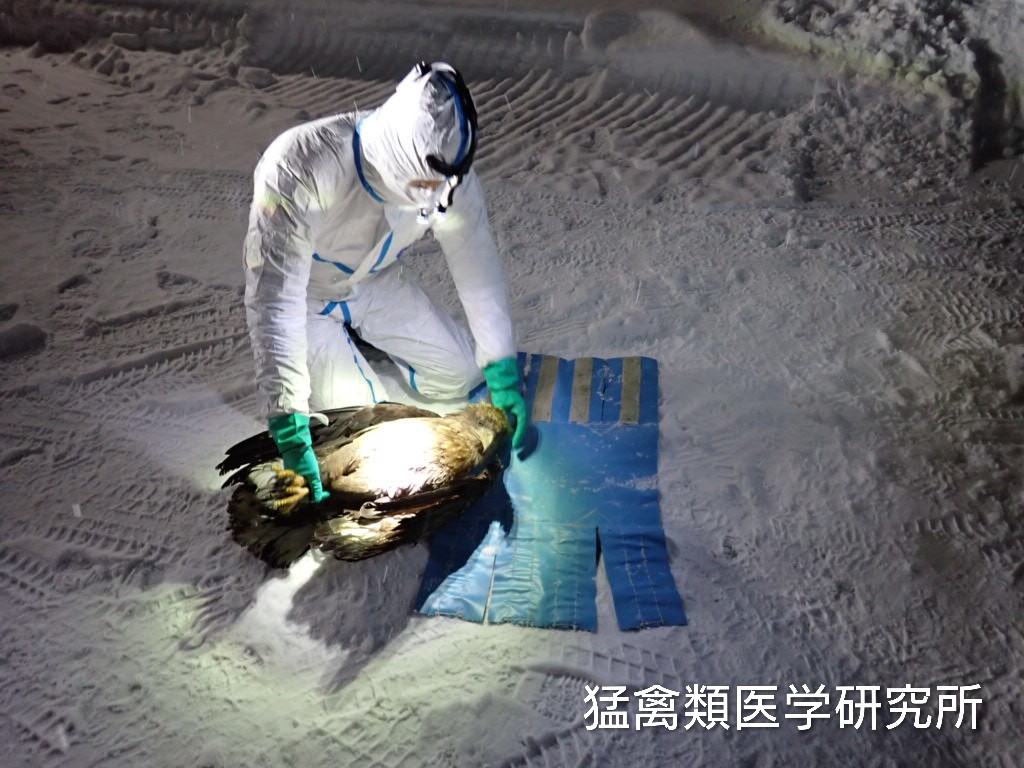 道北地方で発見された負傷したオジロワシを環境省とリレー搬送。たった今、個体を美瑛で受け取り処置が完了しました。夜の雪道、250km先の釧路まで安全運転で帰ります。

命を救い、環境を守る。みんなで紡ぐ、人と希少猛禽類の共生社会
readyfor.jp/projects/IRBJ5

#オジロワシオオワシ保護増殖事業