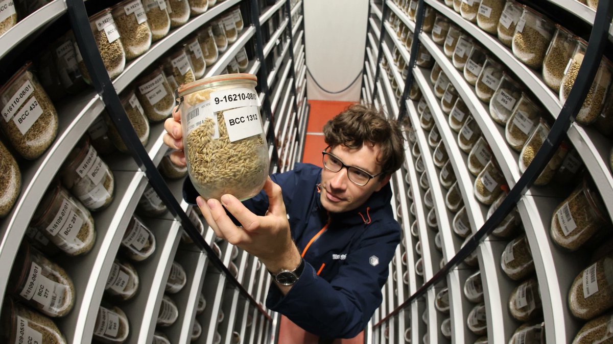 CzemborH's tweet photo. 🧩🧬🔬👨🎓💻💚🌻📲👨🌾🍞
➡️The seed vaults that could save humanity
These genetic libraries are for worst-case scenarios.
➡️ https://t.co/VUNEQ3jUgl
#CropTrust #genebank #plantbreeding
➡️ #plantgeneticresources #Svalbard
#ICARDA #seeds #FoodSecurity
➡️ #agrobiodiversity #agriculture https://t.co/22E3POrZtk