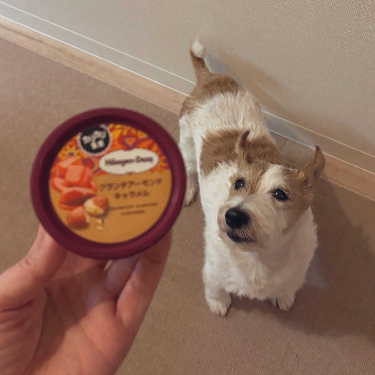 ハーゲンダッツ級に雪かきがんばった！