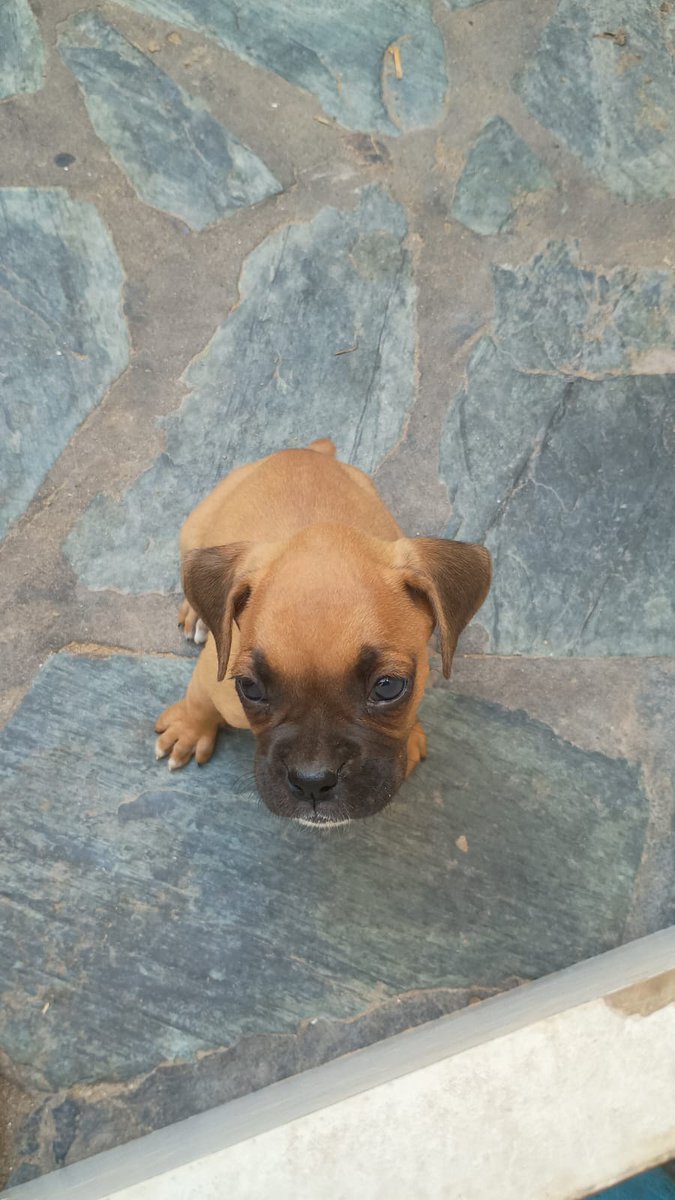 Mamá Construye tweet media