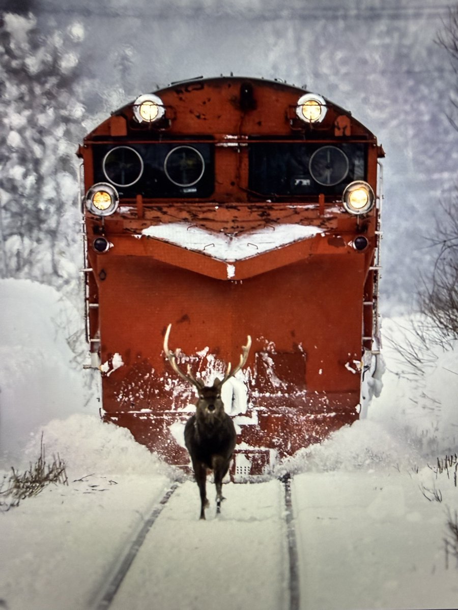 JWKH223yukitetu's tweet image. 先日の宗谷ラッセルにて
雪はダメダメでしたが面白い画が