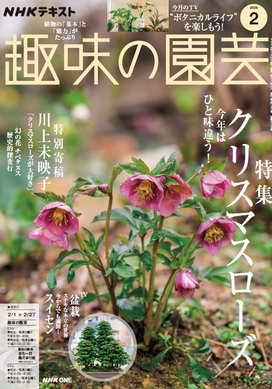 shumien's tweet photo. ＼💐趣味の園芸2月号「クリスマスローズ」特集💐本日発売✨／
💞巻頭特別寄稿：川上未映子「クリスマスローズが大好き」@mieko_kawakami
🌳日比野義昭「クリスマスローズと雑木の庭」
📚野々口稔「クリスマスローズ図鑑」@NONOKUCHI
💛野口貴子「いつまでも愛でたい！クリスマスローズ」@kagoentakako
☀️野々口稔「”絶対夏越し”徹底解説」
🌿齋藤よし江「早春をやさしく彩る草花＆花木」
🥀荻巣樹徳／坂口則夫「幻の花　チベタヌス」
他にも盆栽🎍スイセン、観葉植物🪴などなど盛沢山です！